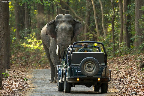 “Scenic view of Jim Corbett National Park, a popular wildlife destination in Uttarakhand