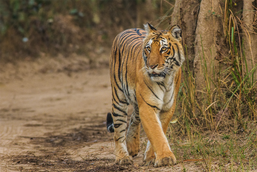 Jim Corbett National Park in Uttarakhand surrounded by lush forests and scenic Himalayan landscapes.