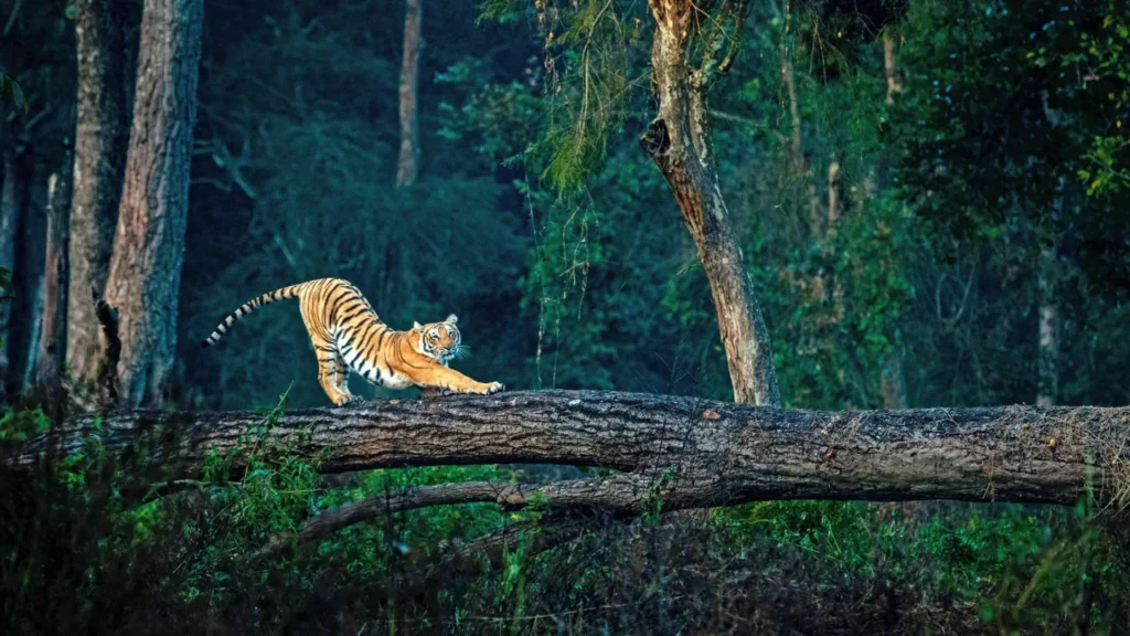 Natural beauty of Jim Corbett National Park, Uttarakhand’s famous wildlife getaway
